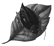 37