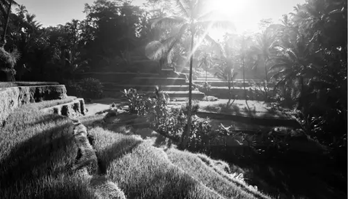 Image of rice fields