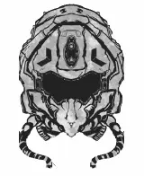HELMET IMAGE