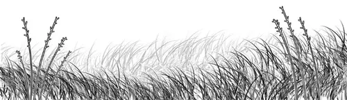 Image Missing
