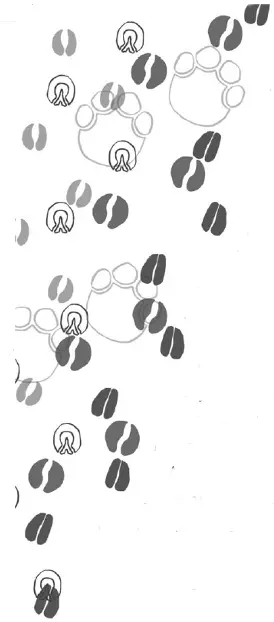 Image Missing
