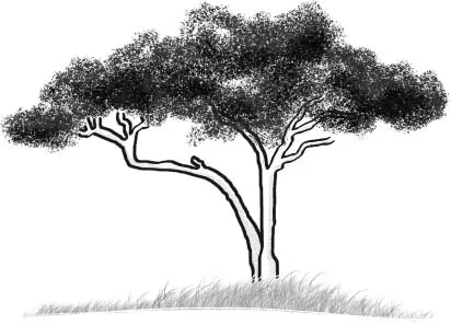 Image Missing