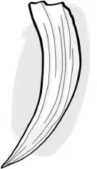 Image Missing