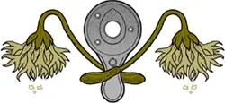 Images